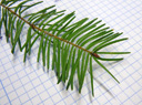 douglas-fir (pseudotsuga sp.), twig with single, alternate leaves (needles). 2009-01-26, Pentax W60.